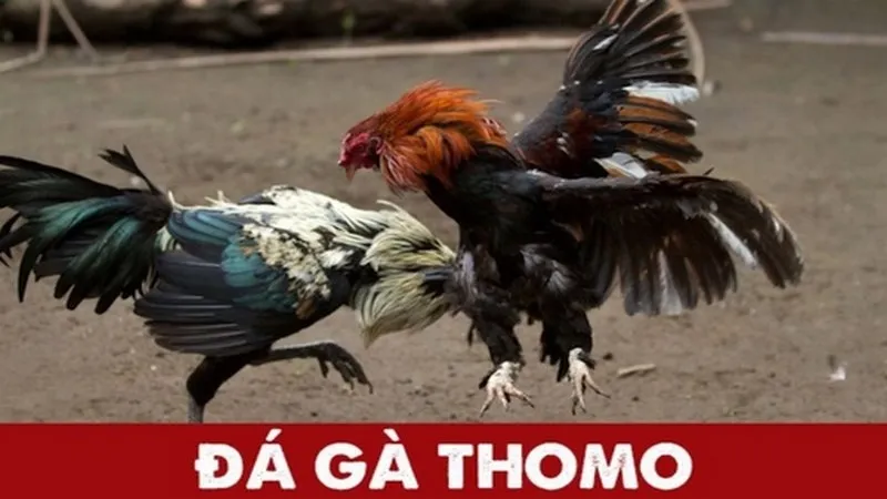 Tìm hiểu về lịch sử đá gà Thomo